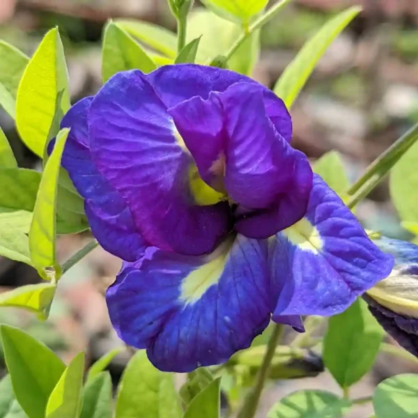 চা কম্বো