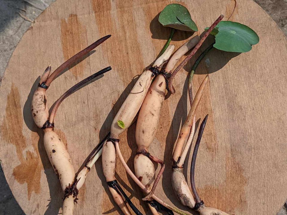 Lotus tubers for planting, displayed on a wooden table.