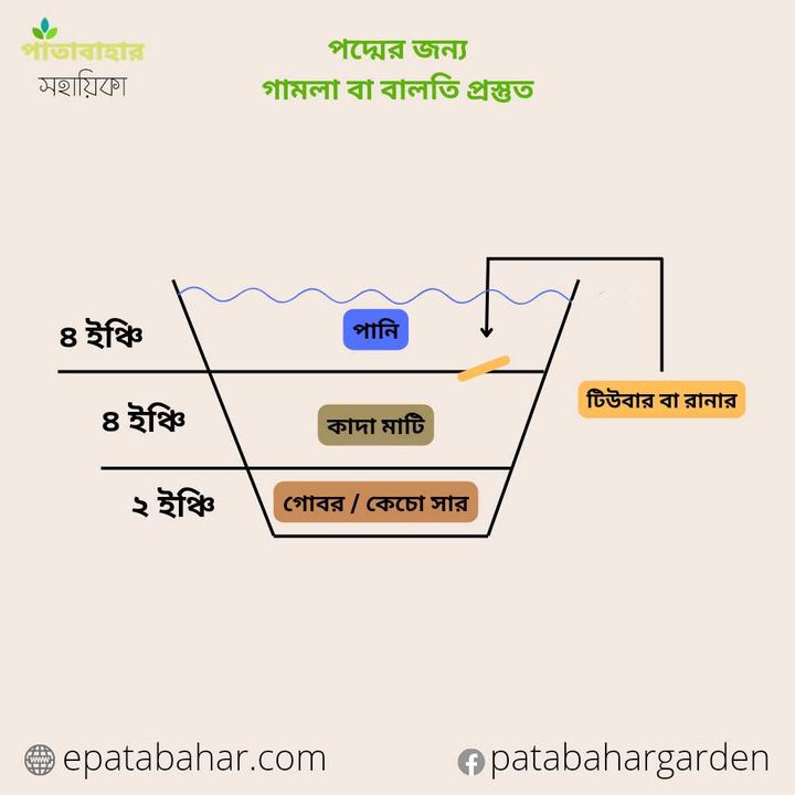 Diagram illustrating the layers for planting lotus tubers in pots: water depth, soil mix, lotus tuber placement.