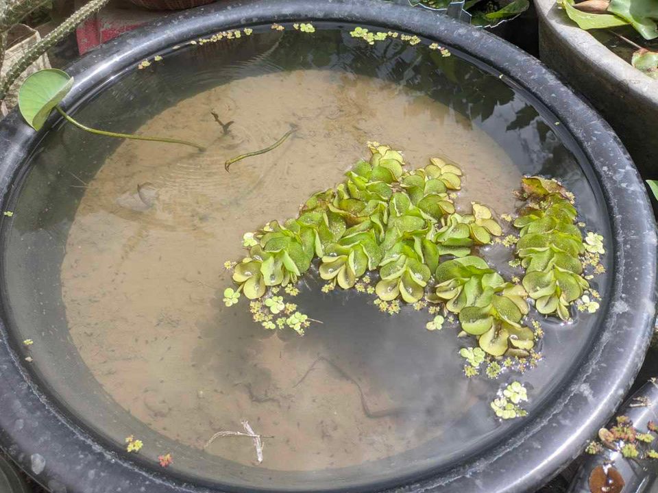 Close up view of Lotus tuber planted in a pot filled with water