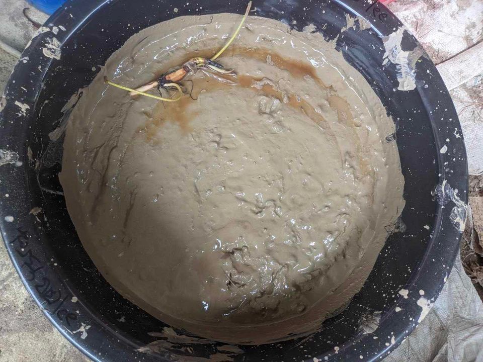 Close up view of Lotus tuber positioned on top of moistened soil mix in a pot, ready for planting.