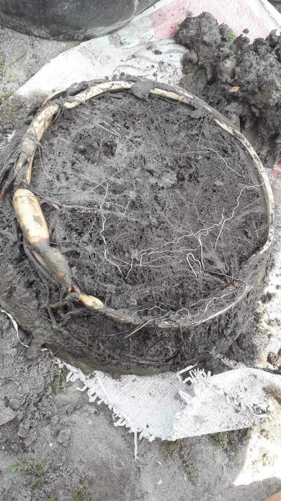 A close-up view of overturned lotus pot soil, revealing the extensive network of lotus tubers that have grown and filled the container over time.