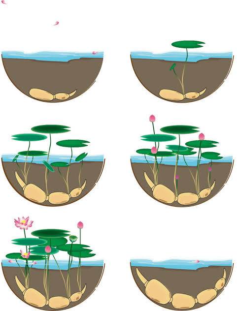 Diagrammatic illustration of tuber & lotus plant growth in a container, depicting seed, sprout, root, leaf, and flower development.