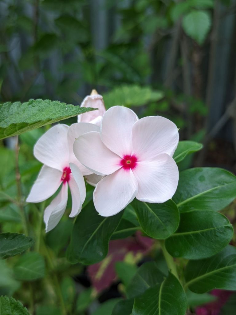 A simple yet beautiful, peaceful looking flower with white petals and pink in center, representing simplicity