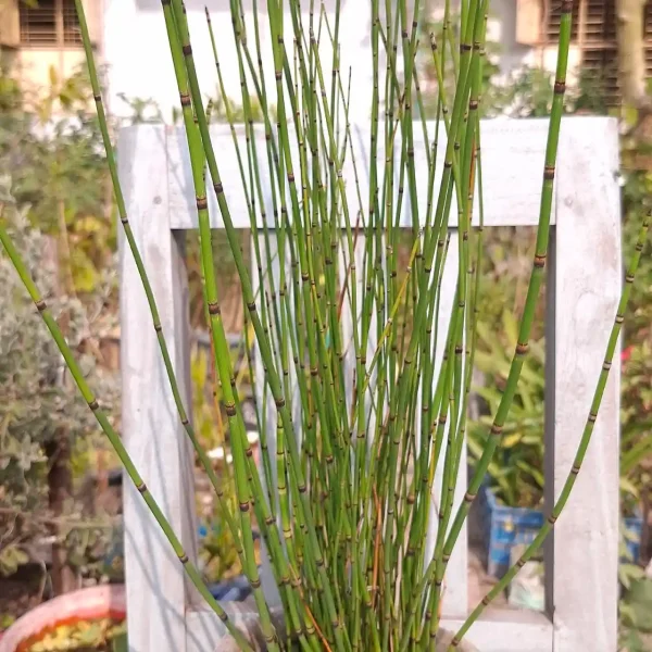 Close-up of horsetail plant stems with intricate texture, ideal for home gardening in Bangladesh.