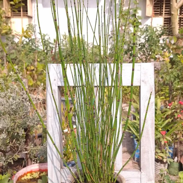 Medium shot of horsetail plant with tall green stems in a garden setting, perfect for landscaping.