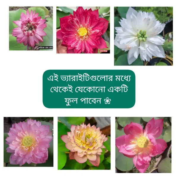 পদ্ম (টিউবার + ১ কেজি ভার্মি ✻ ফ্রি হোম ডেলিভারি)