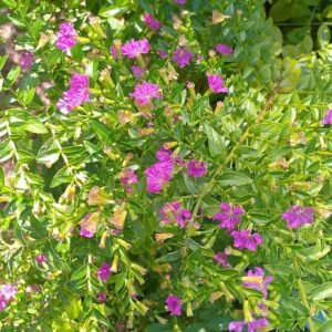 ঝোপালো (বুশি) গাছ