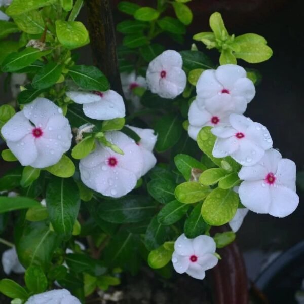 নয়নতারা - Image 2