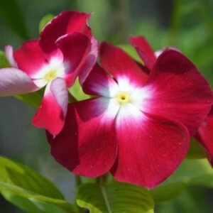 নয়নতারা
