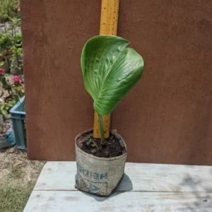 প্যাকেটে বসানো চারা