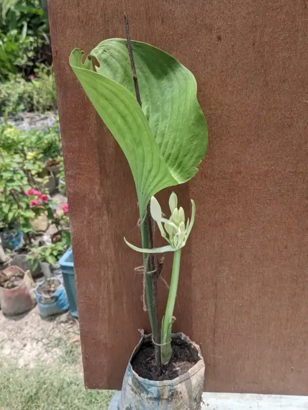 কার্ডওয়েল লিলি - Image 3
