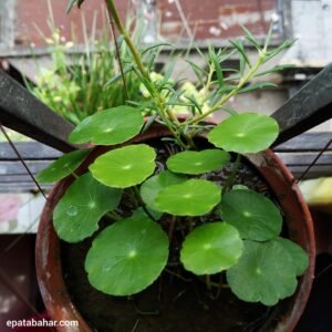 কয়েন প্ল্যান্ট